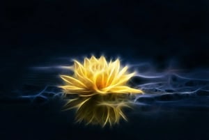image-lotus-flower-yellow