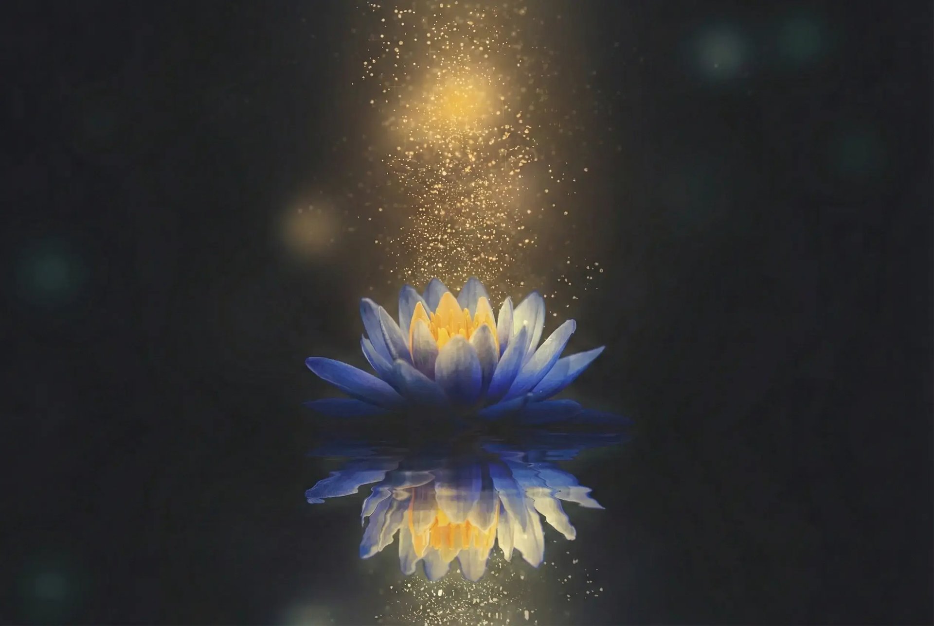 lotus-blue-yellow
